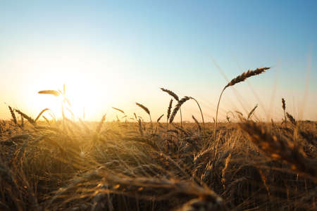 Golden ripe wheat spikelets growing in field