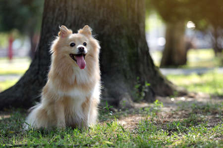 Cute dog in park on sunny day, space for textの写真素材