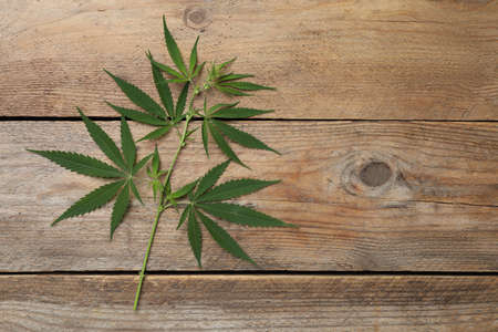 Branch with fresh green hemp leaves on wooden table, top view. Space for textの写真素材