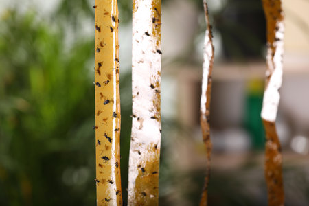 Sticky insect tapes with dead flies on blurred backgroundの写真素材