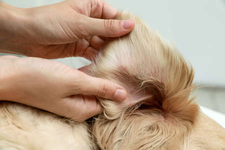 Woman checking dog's ear for ticks on blurred background, closeupの写真素材