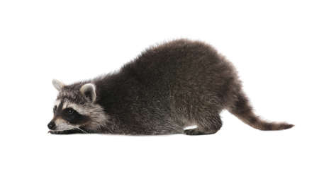 Cute funny common raccoon isolated on whiteの写真素材
