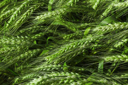 Closeup view of agricultural field with ripening wheat cropの写真素材