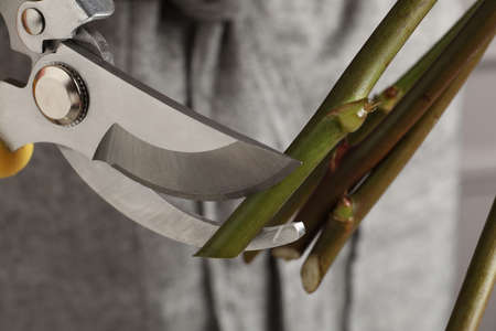 Cutting stems of flowers with pruner, closeup. Florist occupationの写真素材