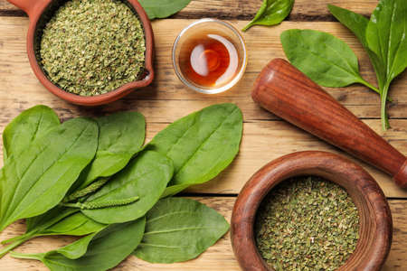 Flat lay composition with fresh and dried broadleaf plantain on wooden tableの写真素材
