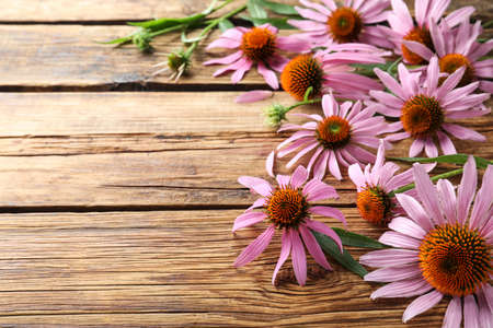 Beautiful blooming echinacea flowers on wooden table. Space for textの写真素材