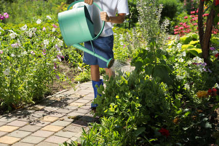 Little boy watering flowers in beautiful garden, closeupの写真素材