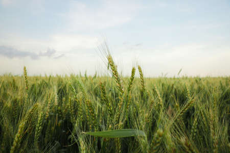 Beautiful view of field with ripening wheatの写真素材