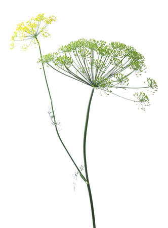 Fresh green dill plant with flowers isolated on whiteの写真素材