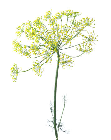 Fresh green dill flower isolated on whiteの写真素材