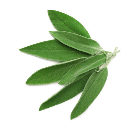 Fresh green sage leaves isolated on white, top viewの写真素材