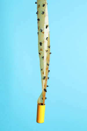 Sticky insect tape with dead flies on turquoise background