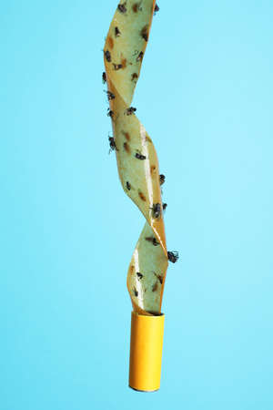 Sticky insect tape with dead flies on turquoise background
