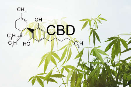 Green hemp plant outdoors on sunny day