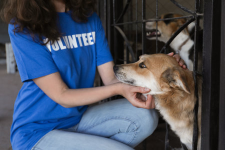 Volunteer near dog cage in animal shelter, closeupの写真素材