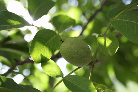 Green unripe walnut growing on tree outdoorsの写真素材