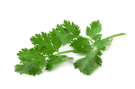 Aromatic fresh green cilantro isolated on whiteの写真素材