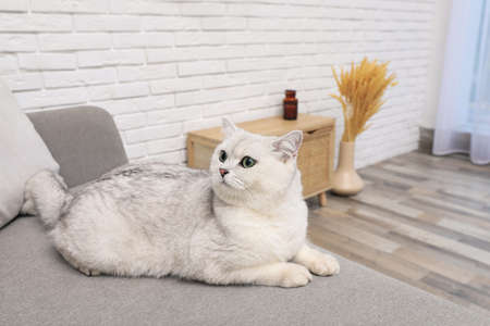 Adorable white British Shorthair cat on sofa at home. Cute petの写真素材