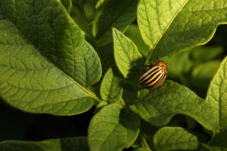 Colorado potato beetle on green plant outdoors, closeup