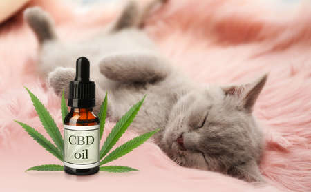 Bottle of CBD oil and cute cat sleeping on furry blanketの写真素材