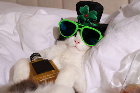 Cute cat wearing leprechaun hat and sunglasses with bottle of whiskey on bed. After party hangoverの写真素材