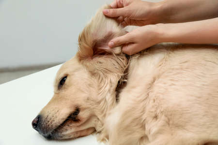 Woman checking dog's ear for ticks on blurred background, closeup