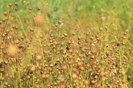 Beautiful flax plants with dry capsules in field on sunny dayの写真素材