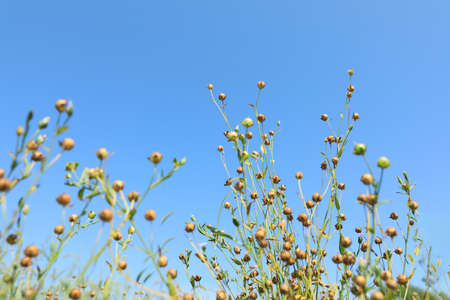 Beautiful flax plants with dry capsules against blue sky, low angle viewの写真素材