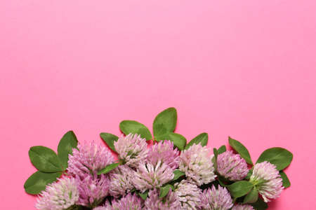Beautiful clover flowers on pink background, flat lay. Space for textの写真素材
