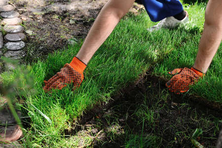 Gardener laying grass sod on backyard, closeup