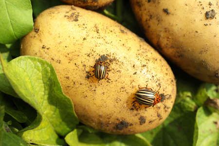 Colorado beetles on ripe potato outdoors closeupの写真素材