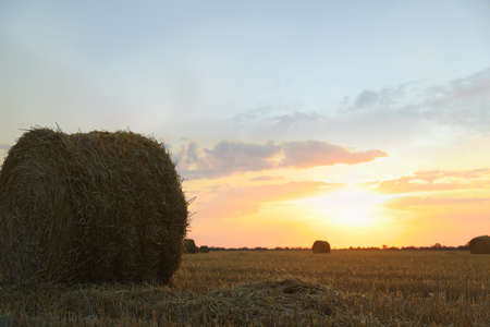 Beautiful view of agricultural field with hay bale at sunsetの写真素材