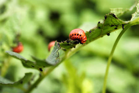 Colorado potato beetle larva on plant outdoors, closeup