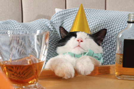Cute cat wearing birthday hat near tray with whiskey at home. After party hangoverの写真素材