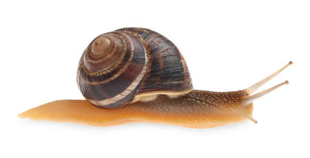 Common garden snail crawling on white backgroundの写真素材