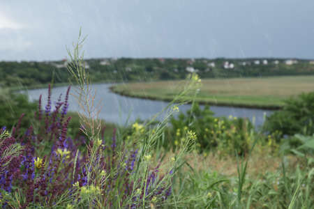 Beautiful plants with water drops near river, space for text. Rainy weather