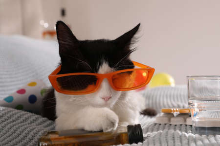 Cute cat with sunglasses and bottle of whiskey near hangover medicines on bedの写真素材