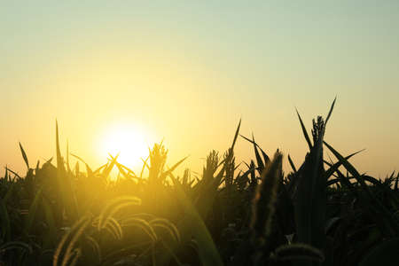 Picturesque view of corn field in morningの写真素材