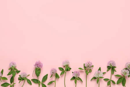 Beautiful clover flowers on pink background, flat lay. Space for textの写真素材
