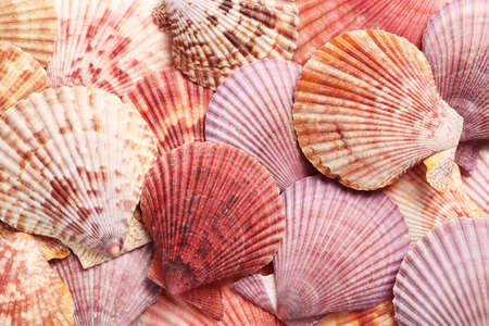 Top view of beautiful color seashells as background