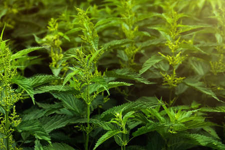 Beautiful green stinging nettle plants growing outdoorsの写真素材