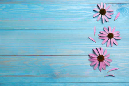 Beautiful blooming echinacea flowers and petals on turquoise wooden table, flat lay. Space for textの写真素材