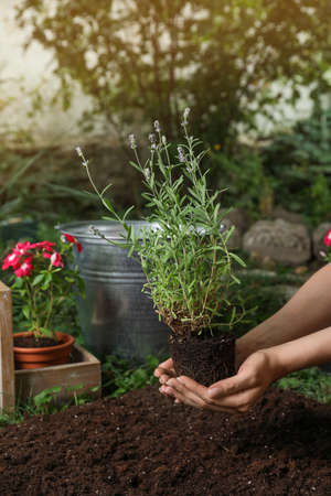 Woman holding beautiful lavender flower over soil in garden, closeupの写真素材
