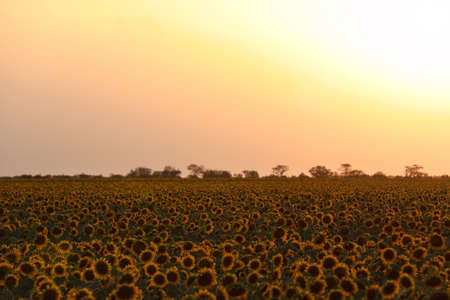 Beautiful view of field with yellow sunflowers outdoors at sunset