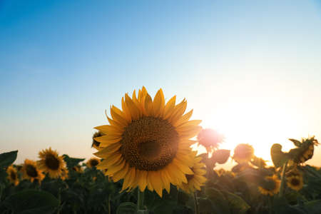 Sunflower growing in field outdoors on sunny dayの写真素材