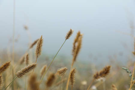 Closeup view of beautiful plants outdoors in foggy morningの写真素材