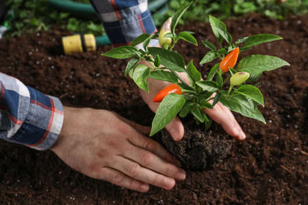 Man transplanting pepper plant into soil, closeupの写真素材