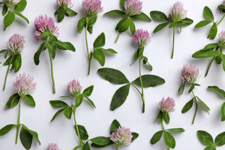 Beautiful clover flowers with green leaves on white background, flat layの写真素材