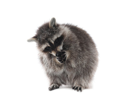 Cute funny common raccoon isolated on whiteの写真素材