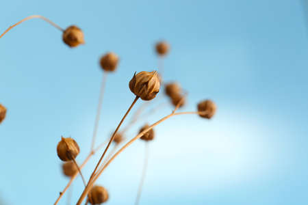 Beautiful dry flax plants against blurred background, closeup. Space for text